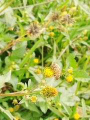 Apis mellifera