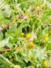Apis mellifera