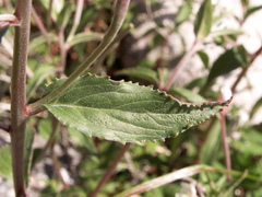 Epilobium cylindricum