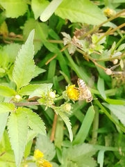 Apis mellifera