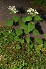 Ageratina roanensis