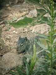 Otospermophilus variegatus