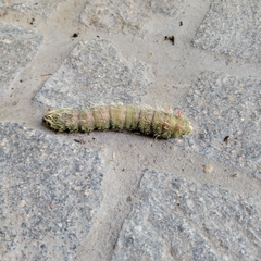 Eacles imperialis