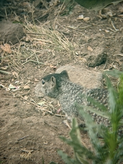 Otospermophilus variegatus
