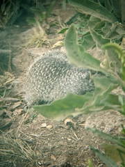 Otospermophilus variegatus