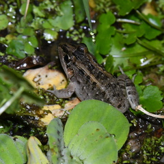 Leptodactylus macrosternum