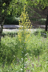 Verbascum lychnitis