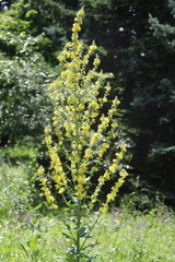 Verbascum lychnitis