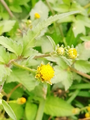 Bidens pilosa