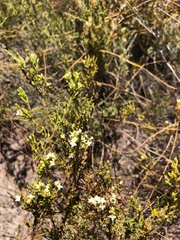 Lachnaea axillaris