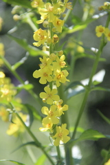 Verbascum lychnitis