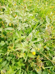 Bidens pilosa