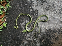 Boiga cyanea
