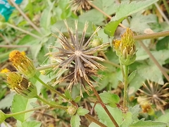 Bidens pilosa