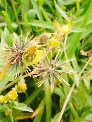 Bidens pilosa