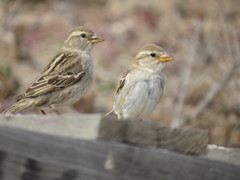 Passer hispaniolensis hispaniolensis