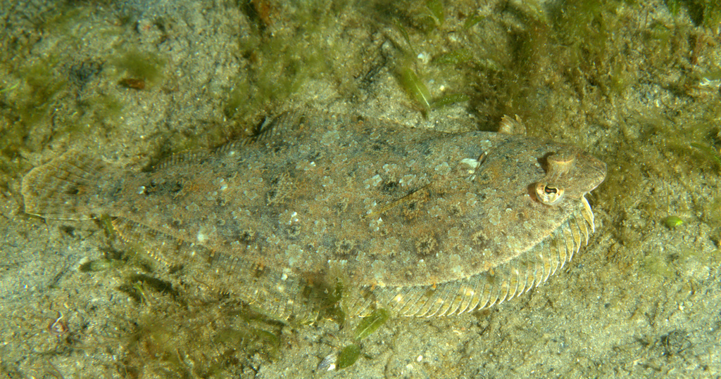 Kanaalbot (Syacium micrurum) — Paralichthyidae