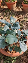 Brassica carinata