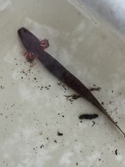 Necturus beyeri