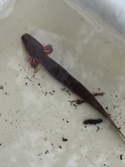 Necturus beyeri
