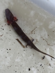 Necturus beyeri