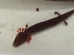 Necturus beyeri