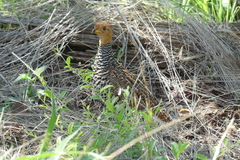 Campocolinus coqui coqui
