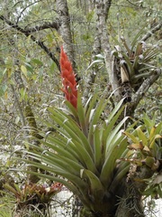 Tillandsia ponderosa