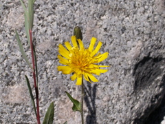 Hieracium korshinskyi