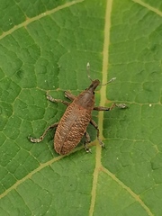 Lixus