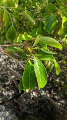 Citharexylum spinosum