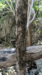 Citharexylum spinosum