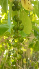 Citharexylum spinosum