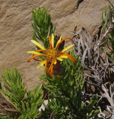 Mutisia linearifolia