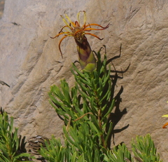 Mutisia linearifolia