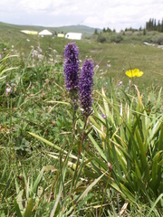 Veronica porphyriana