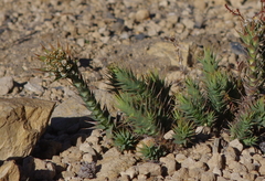 Nassauvia pyramidalis
