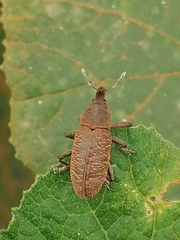 Lixus