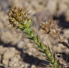 Nassauvia pyramidalis