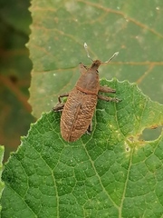 Lixus