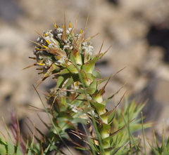 Nassauvia pyramidalis