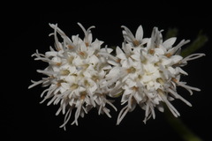 Ageratina roanensis