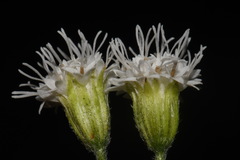 Ageratina roanensis