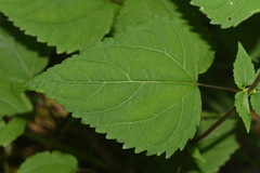 Ageratina roanensis
