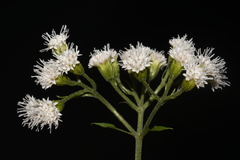 Ageratina roanensis