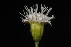 Ageratina roanensis