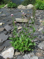 Cardamine raphanifolia acris
