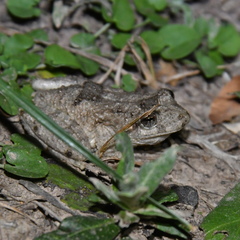 Scinax acuminatus
