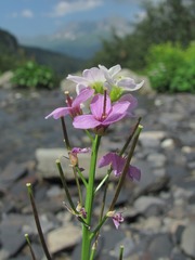 Cardamine raphanifolia acris