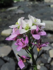 Cardamine raphanifolia acris